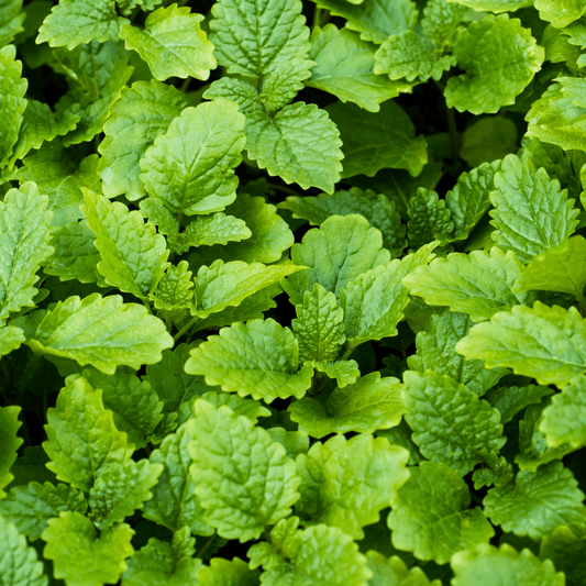 Mentha Peppermint Seeds