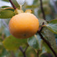 10 ITALIAN PERSIMMON TREE Dateplum Date Plum Fruit Diospyros Lotus Seeds