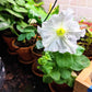 Petunia Seeds