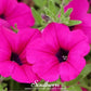 Shanin Wild Petunia – 250 Seeds