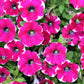 50 PICOTEE MIX PETUNIA Multiflora Mixed Colors Bicolor White Blue Purple Pink Red Flower Seeds