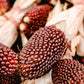 150 Red STRAWBERRY POPCORN CORN Zea Mays Vegetable Seeds