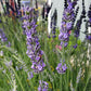 Live Phenomenal Lavender Plant for Garden Aromatherapy Herb