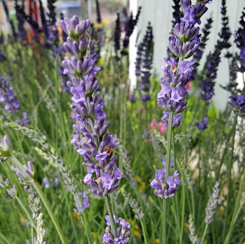 Live Phenomenal Lavender Plant for Garden Aromatherapy Herb