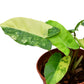 Philodendron Burle Marx variegado (S)