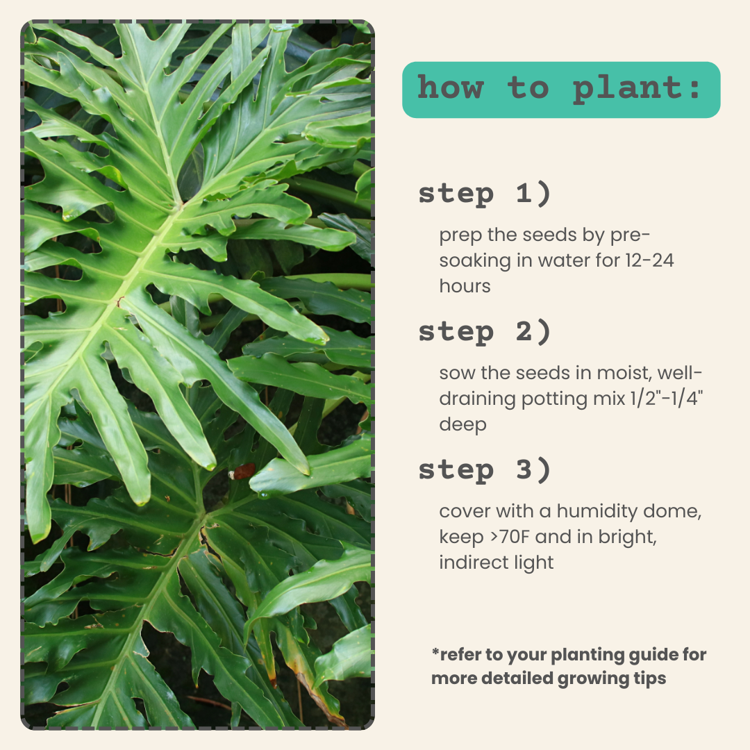 Philodendron Selloum 'Split Leaf Philodendron' Seeds