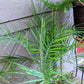 Phoenix Robelenii 'Pygmy Date Palm' Seeds