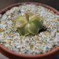 Crushed Glass For Plant Pot Topping Or Soil Amendment 20 Mesh (16 oz or 1lb)