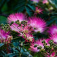 Pink Albizia Julibrissin Tree - 20 Seeds - Mimosa Tree, Silk Tree, Persian Silk Tree