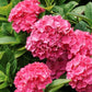 Pink Hydrangea Seeds - Beautiful Attractive Showy and Hardy Perennial Flowers