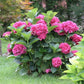 Pink Hydrangea Seeds - Beautiful Attractive Showy and Hardy Perennial Flowers