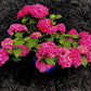 Pink Hydrangea Seeds - Beautiful Attractive Showy and Hardy Perennial Flowers