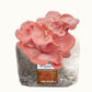 3 Pack - Gold, Pink, and Blue Oyster Mushroom Grow Kit Fruiting Block - 15 LBS