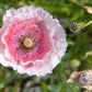 1000 PINK & WHITE POPPY Papaver Somniferum Flower Seeds