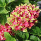 Pistachio Hydrangea Seeds - Beautiful Attractive Showy and Hardy Perennial Flowers