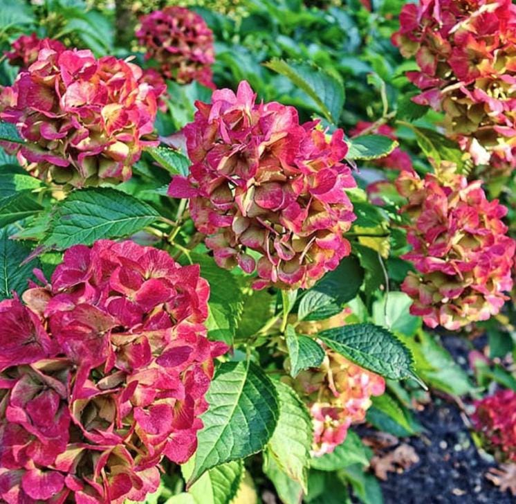 Pistachio Hydrangea Seeds