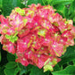 Pistachio Hydrangea Seeds - Beautiful Attractive Showy and Hardy Perennial Flowers