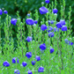Pixie Patch Seed Collection – 10 Enchanted Varieties