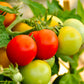 40 ITALIAN TREE TOMATO 'Trip L Crop' Lycopersicon Red Fruit Vegetable Seeds