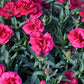 100 Mixed CARNATION / DOUBLE DIANTHUS Chinensis Flower Seeds