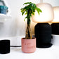 Plant Daddy Planter
