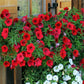 500 Fire Chief RED PETUNIA Nana Compacta Sun Annual AAS Winner Fragrant Hummingbird Flower Seeds
