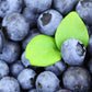 50 SOUTHERN HIGHBUSH BLUEBERRY Pre-Stratified Vaccinium Corymbosum Blue Berry Fruit Bush Shrub Seeds