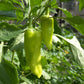 50 GREEK GOLDEN PEPPER Pepperoncini Gold Yellow Capsicum Annuum Vegetable Seeds