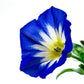 35 Blue Dwarf ROYAL ENSIGN MORNING GLORY Convolvulus Tricolor Royal Blue White & Yellow Flower Vine Seeds