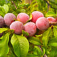 5 AMERICAN PLUM Prunus Americana Red Purple Fruit White Flower Shrub Tree Seeds