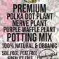 Polka Dot Plant - Fittonia Nerve Plant - Purple Waffle Plant Premium Potting Mix
