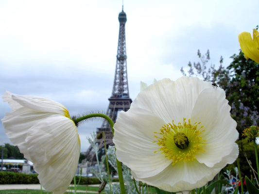 250 PERSIAN WHITE POPPY Papaver Somniferum Flower Seeds