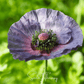 Amazing Grey Poppy – 25 Seeds
