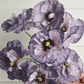 Amazing Grey Poppy – 25 Seeds