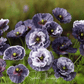 Amazing Grey Poppy – 25 Seeds