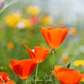 Red Chief California Poppy – 200 Seeds