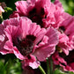 1000 MIXED Colors ORIENTAL POPPY Papaver Orientale Flower Seeds