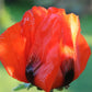 100 RED TULIP POPPY Papaver Glaucum Flower Seeds
