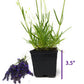 Live Phenomenal Lavender Plant for Garden Aromatherapy Herb
