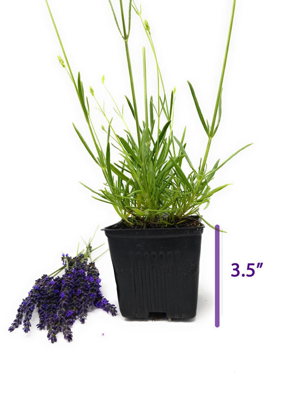 Live Phenomenal Lavender Plant for Garden Aromatherapy Herb