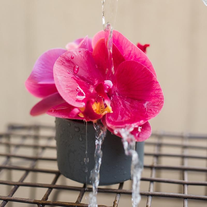 Artificial Potted Mini Real Touch Orchid Velvet Red