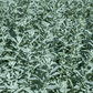Prairie Sage – 100 Seeds