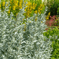 Prairie Sage – 100 Seeds