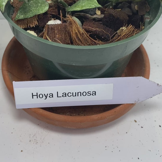 Hoya Lacunosa, known as the Cinnamon Hoya, features distinctive lacunose leaves with sunken veins and small ovate to lanceolate foliage closely spaced along its stems. While the plant you receive will not be in bloom, it is prized for its umbels of 15-25 small, revolute white to cream flowers with silvery hairs and pale yellow to red-rimmed coronas. These blooms emit a subtle, spicy cinnamon fragrance and last 4-5 days. This species adapts its foliage based on growing conditions, making it a fascinating cho