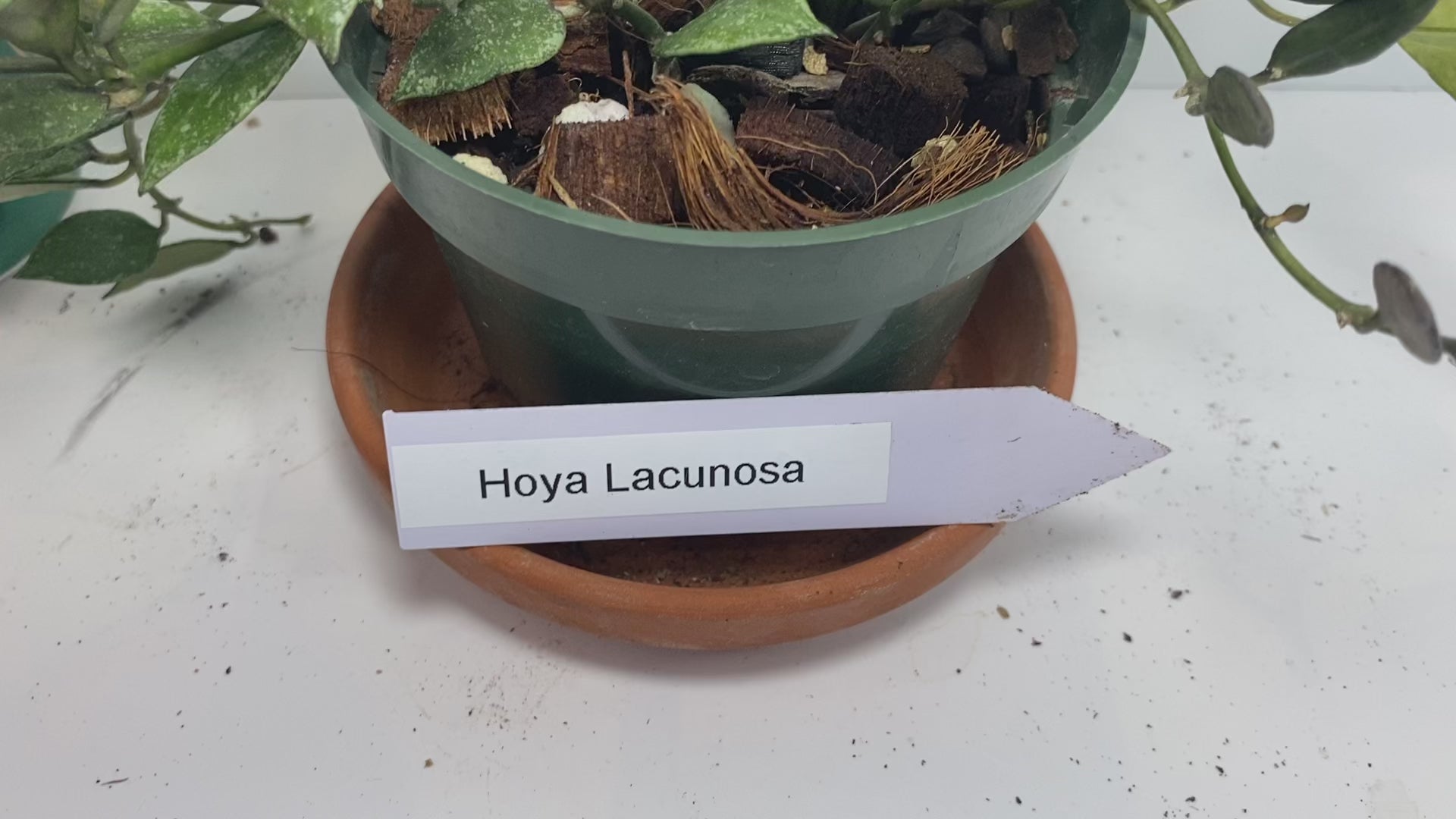 Hoya Lacunosa, known as the Cinnamon Hoya, features distinctive lacunose leaves with sunken veins and small ovate to lanceolate foliage closely spaced along its stems. While the plant you receive will not be in bloom, it is prized for its umbels of 15-25 small, revolute white to cream flowers with silvery hairs and pale yellow to red-rimmed coronas. These blooms emit a subtle, spicy cinnamon fragrance and last 4-5 days. This species adapts its foliage based on growing conditions, making it a fascinating cho