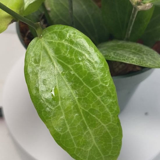 Hoya Teacup Anemone Fitchii 
