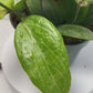 Hoya Teacup Anemone Fitchii 