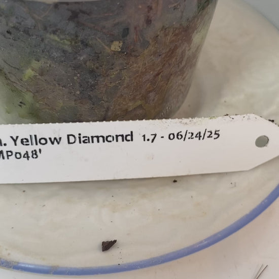 Compact Fragrant 'Yellow Diamond' Dendrobium Nobile Orchid I Vibrant yellow blooms