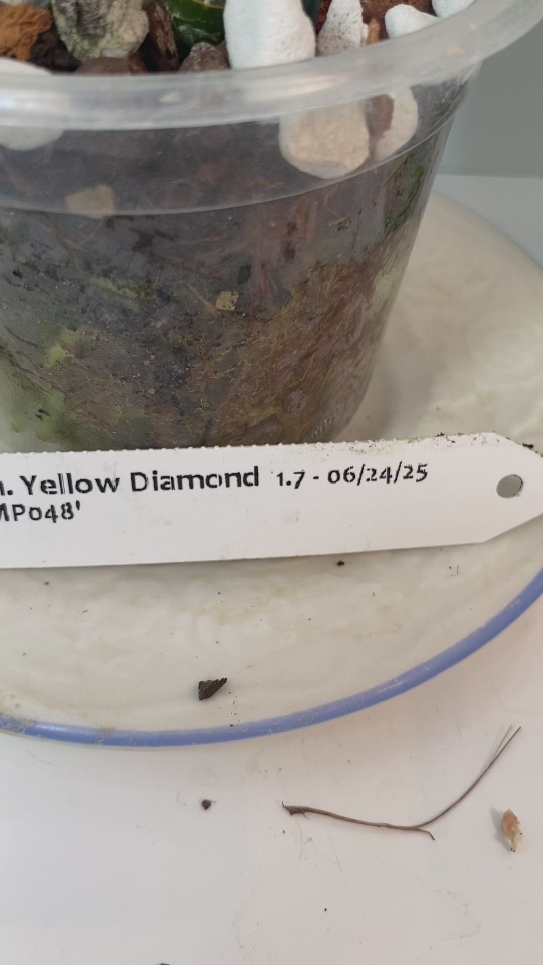 Compact Fragrant 'Yellow Diamond' Dendrobium Nobile Orchid I Vibrant yellow blooms