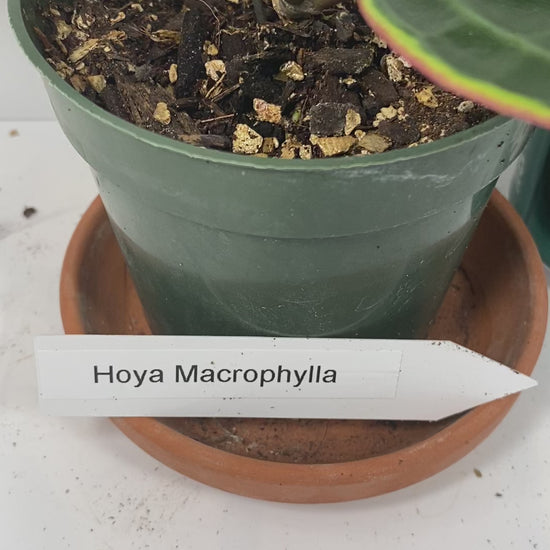 The Hoya Macrophylla 'Variegata' is a stunning plant, loved for its large, glossy leaves with creamy-yellow variegation and soft pink accents. In the right conditions, this slow-growing climber or trailing beauty rewards with fragrant, star-shaped white flowers tinged with pink, making it a treasure for Hoya lovers.